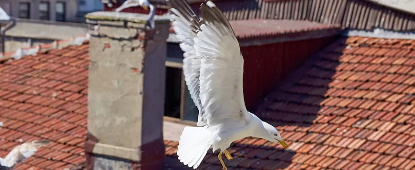 Residential Chimney Animal Removal Solution in Waycross, GA